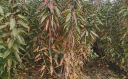 沙王樱桃苗品种前三有哪些？