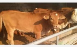 湖北随州养什么品种的牛