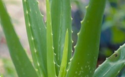 哪些芦荟品种最适合美容用？