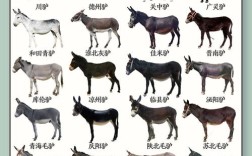 国内驴品种繁多，究竟哪个才是综合性能最优的肉驴之王？