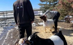 最新波尔山羊种羊价格多少钱？