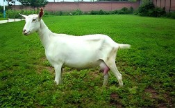 甘肃有啥品种奶山羊