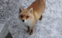 2025年狐狸最新价格是多少？