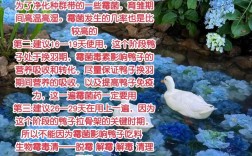 网上养肉鸭，技术要点有哪些？