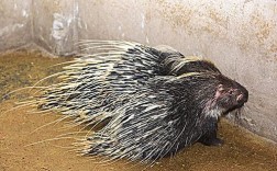 2025年豪猪价格会涨还是跌？市场行情如何？