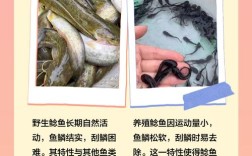 中华鲶鱼养殖技术视频