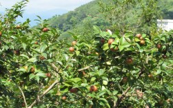 茶油树品种怎么选？高产优质哪个好？