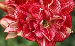 朱顶红哪个品种颜值最高？