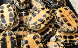 2025年石龟苗价格会涨还是跌？