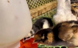 养殖小鸡怎么养殖技术