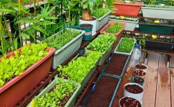 室内种菜视频，新手跟学能成吗？