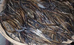 2025钦州蚯蚓价格