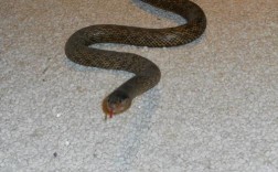 湖北无毒蛇品种有哪些？