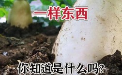 早春萝卜种植视频有哪些关键技术？