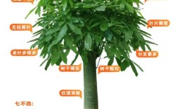 发财树品种怎么快速区分？