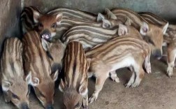 特种野猪养殖技术视频怎么学？