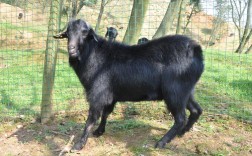 山羊品种有哪些？附图片看看？