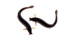 台湾泥鳅水花苗价格多少钱？