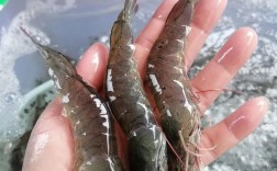 南美白虾育苗养殖技术关键点有哪些？