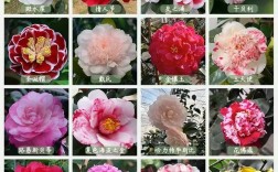 茶花品种图片名称大全有哪些？