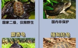中国龟类品种有哪些？