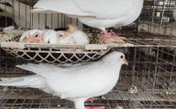 肉鸽品种有哪些？常见品种是什么？