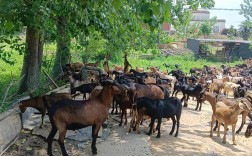 贵州山羊养殖技术视频有哪些要点？