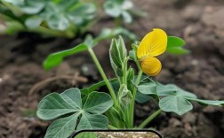 花生种植技术步骤视频有哪些？