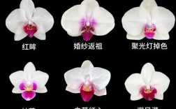 哪种蝴蝶兰品种最具收藏价值？