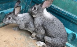 人工兔子交配技术视频，如何规范操作？