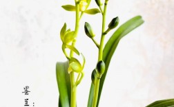 鸿运素荷是何种兰花品种？