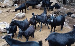 放养山羊技术视频大全