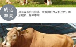 河南养牛，啥品种最优？