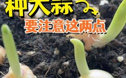 温室大蒜种植技术视频怎么学？