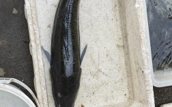 黑鱼品种最大的是哪种？