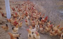 湖北土鸡养殖技术哪家最靠谱？