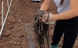 山东蚯蚓养殖技术要点有哪些？