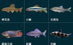 哪些特种水产养殖品种最值得推广？