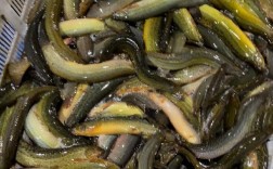 北京泥鳅价格现在多少钱一斤？