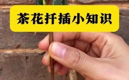 茶花新品种繁殖有何妙招？