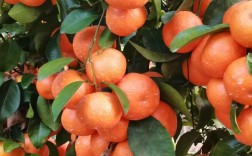 砂糖桔品种怎么选？