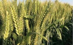 新麦36号小麦品种有哪些特点与优势？