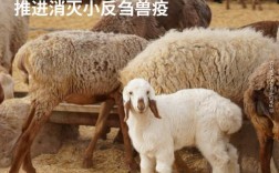 小反刍兽疫防治技术规范