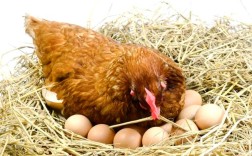 什么鸡三月就能产蛋？