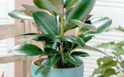 迷你橡皮树有几个品种