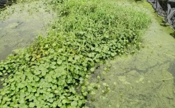 葡萄架下黄鳝养殖技术