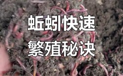 蚯蚓养小龙虾，技术要点有哪些？