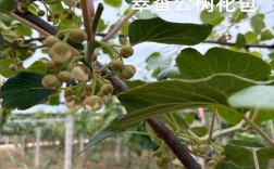 大棚种植猕猴种植技术