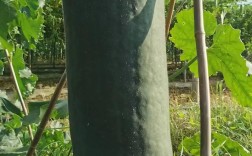 黑皮冬瓜种植效益如何？