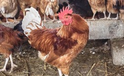 高产蛋鸡品种怎么选？